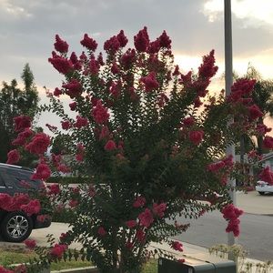 Meet your Posher, Trudie